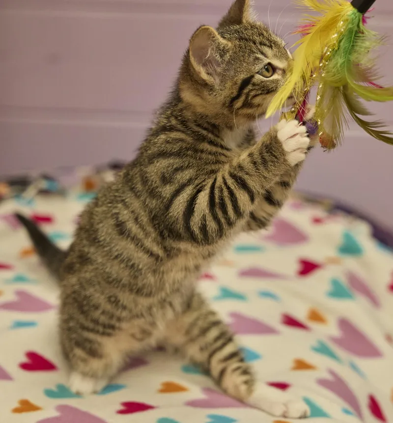 A baby medium-sized female Domestic Short Hair cat named Tilly for adoption in Santa Barbara, CA