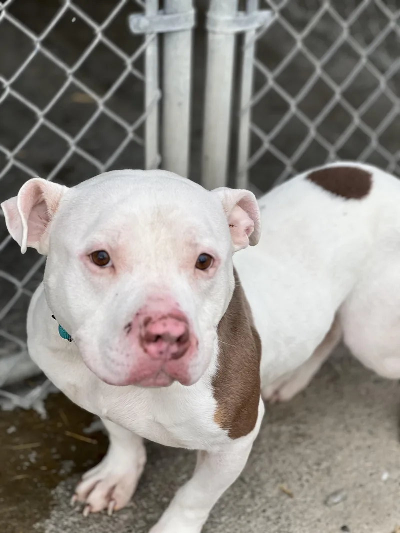 Frank The Tank thumbnail 2