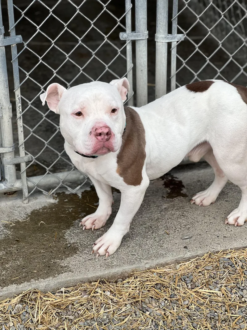 A young medium-sized male Brown / Chocolate Mixed Breed dog named Frank The Tank for adoption in Elmira, NY