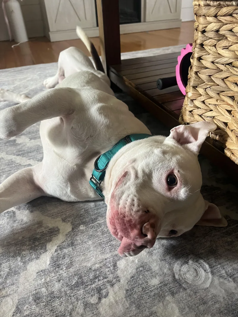 Frank The Tank thumbnail 3