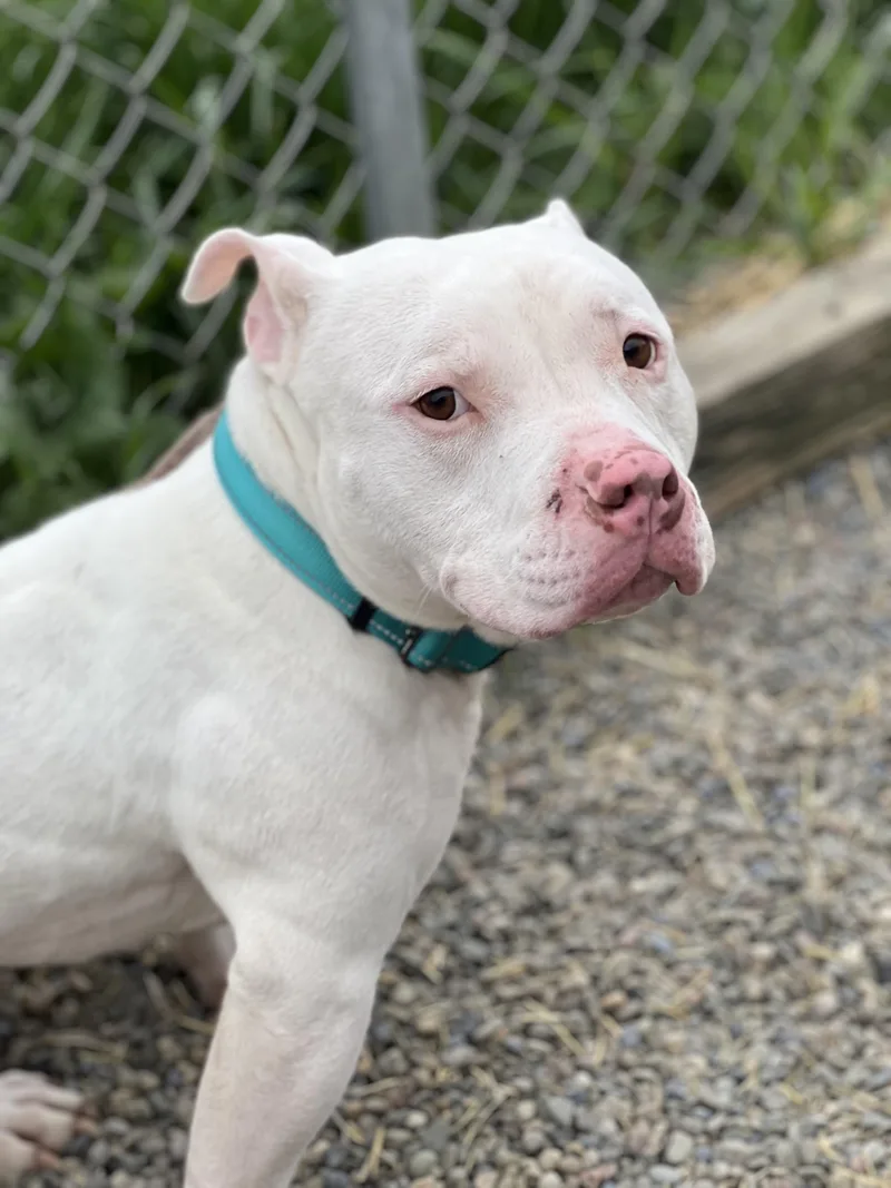 Frank The Tank thumbnail 4