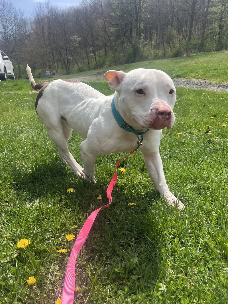 Frank The Tank thumbnail 5