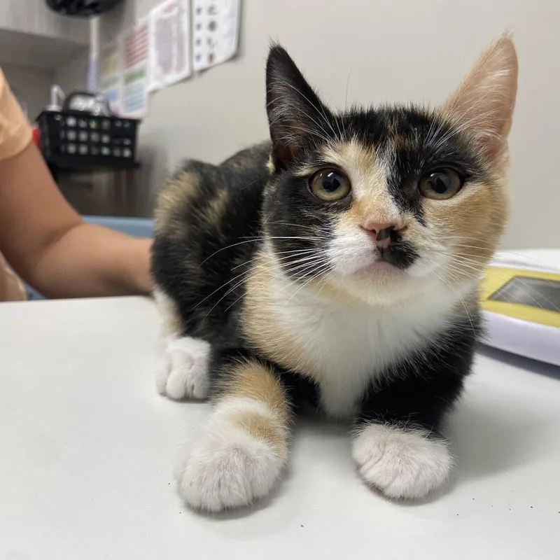 A baby small-sized female Calico Domestic Short Hair cat named Mia for adoption in Chattanooga, TN
