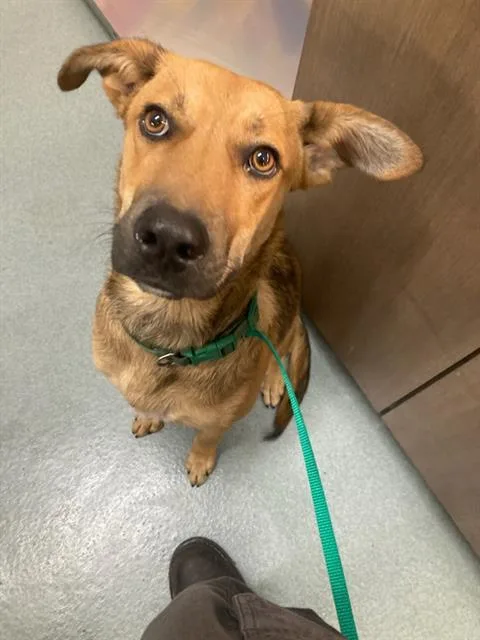 A young medium-sized male German Shepherd Dog dog named Kipp for adoption in Baytown, TX