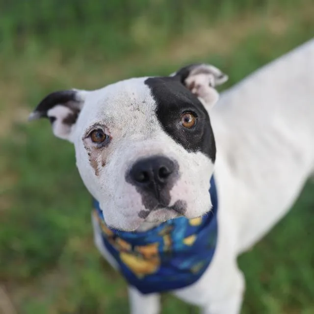 A young medium-sized female Boxer dog named Suzan for adoption in San Antonio, TX