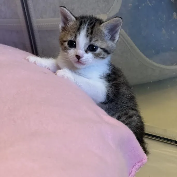 A baby small-sized male Black Domestic Short Hair cat named Meding Litter Of for adoption in Morrison, CO