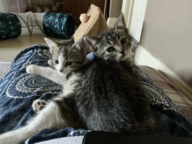 Meding Litter Of thumbnail 2