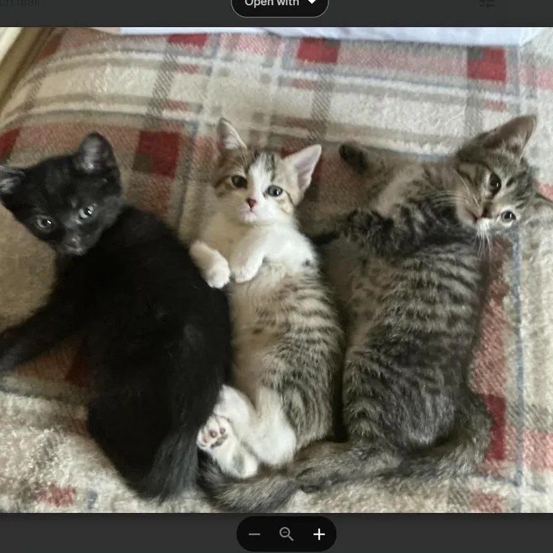 Meding Litter Of thumbnail 3