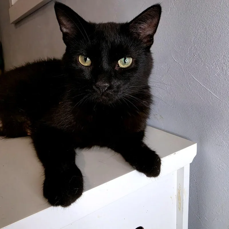 A young small-sized female Black Domestic Short Hair cat named Shadow for adoption in Green Bay, WI