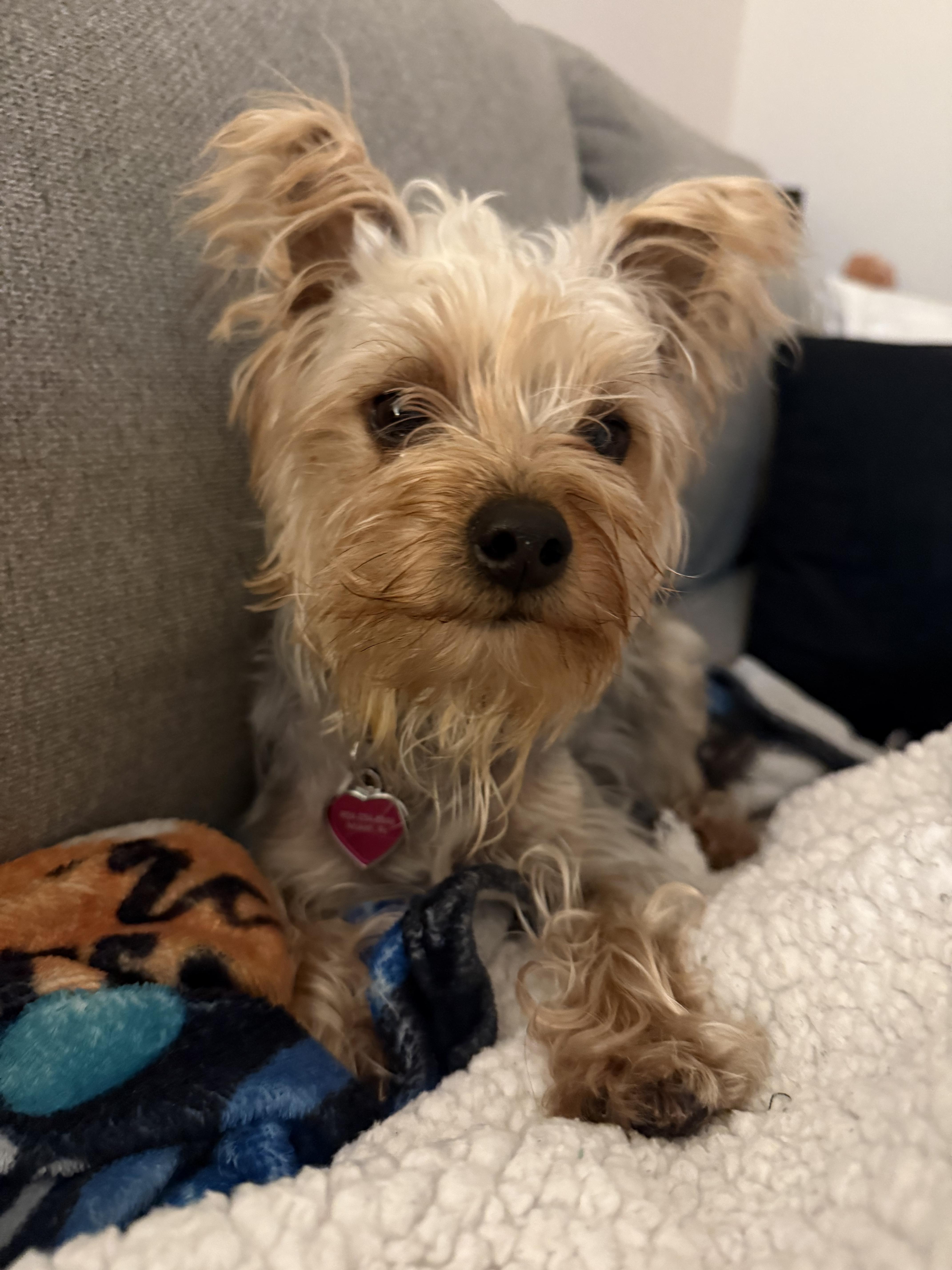 A young small-sized female Yorkshire Terrier dog named Dolly for adoption in North Miami, FL