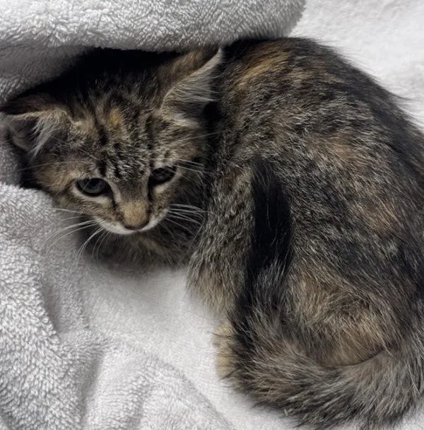 A baby small-sized female Domestic Short Hair cat named Betty Lou for adoption in Escondido, CA