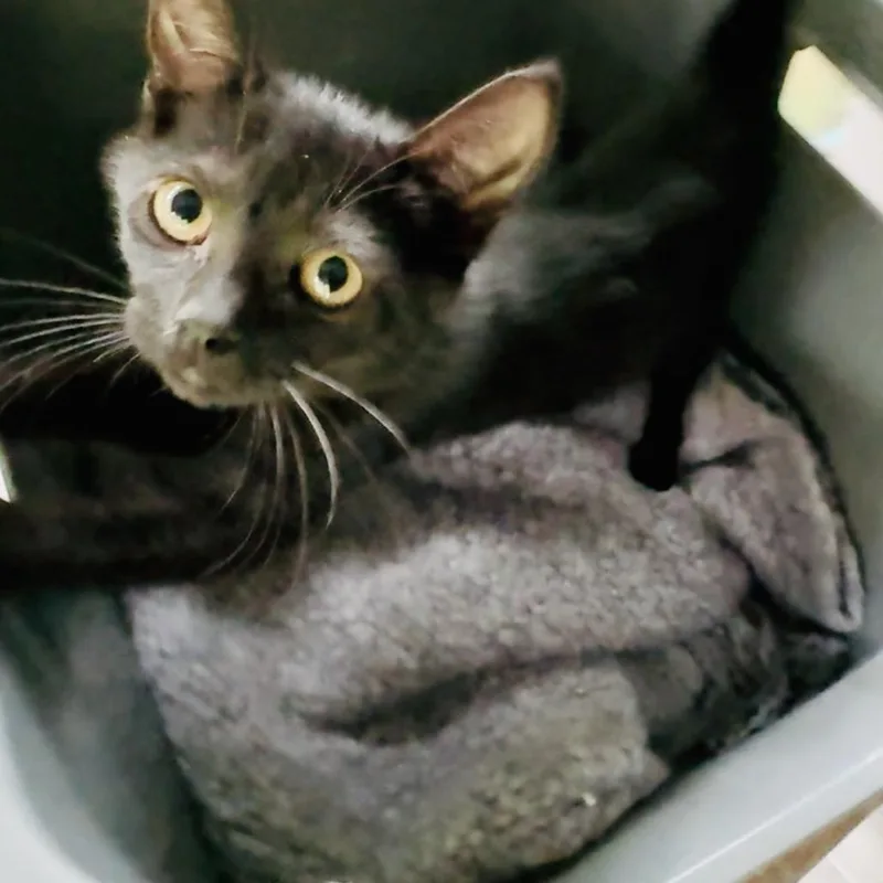 A baby small-sized female Black Domestic Short Hair cat named Dahlia for adoption in Volcano, HI