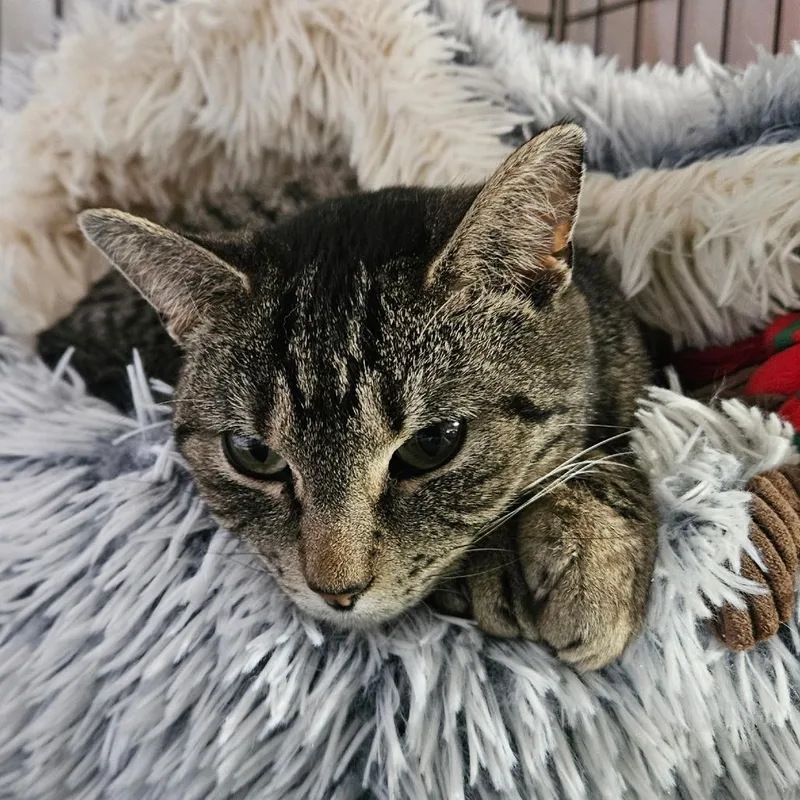A young medium-sized female Brown / Chocolate Domestic Short Hair cat named Sweet Girl for adoption in Grand Rapids, MN