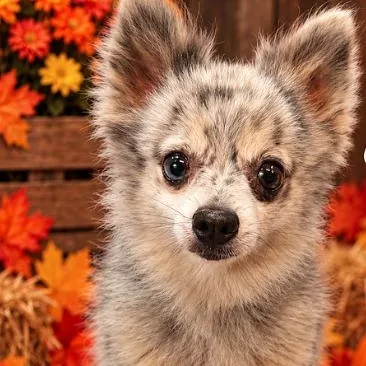 An adult small-sized female Merle (Blue) Pomeranian dog named Dakota for adoption in Boca Raton, FL