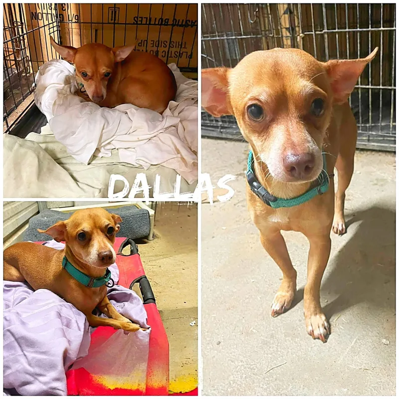 An adult small-sized male Yellow / Tan / Blond / Fawn Chihuahua dog named Dallas for adoption in Saint James, MO