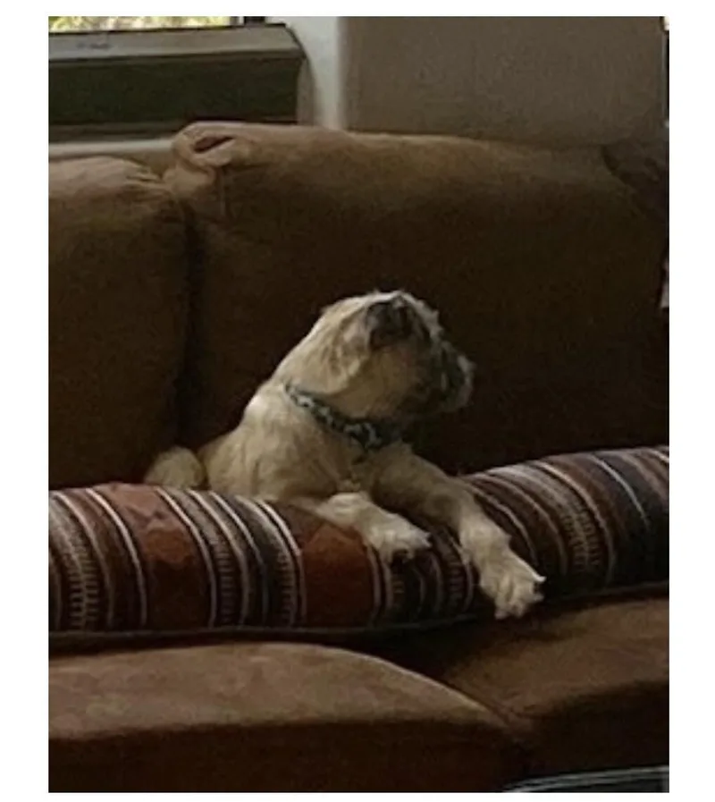 A baby small-sized female Yellow / Tan / Blond / Fawn Mixed Breed dog named Jozi for adoption in Anthem, AZ