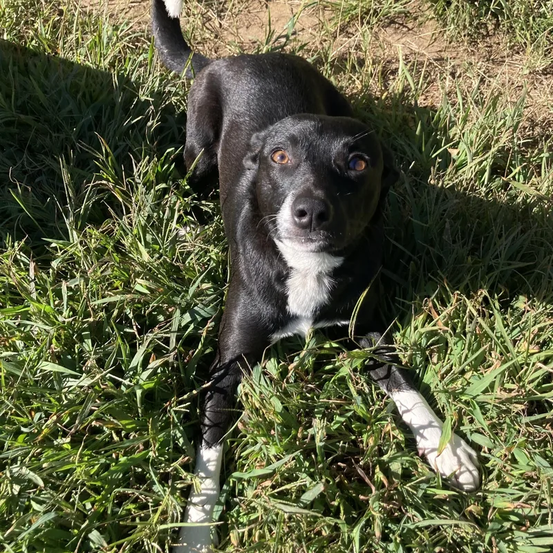 A young medium-sized male Black Mixed Breed dog named Nine for adoption in Mishawaka, IN