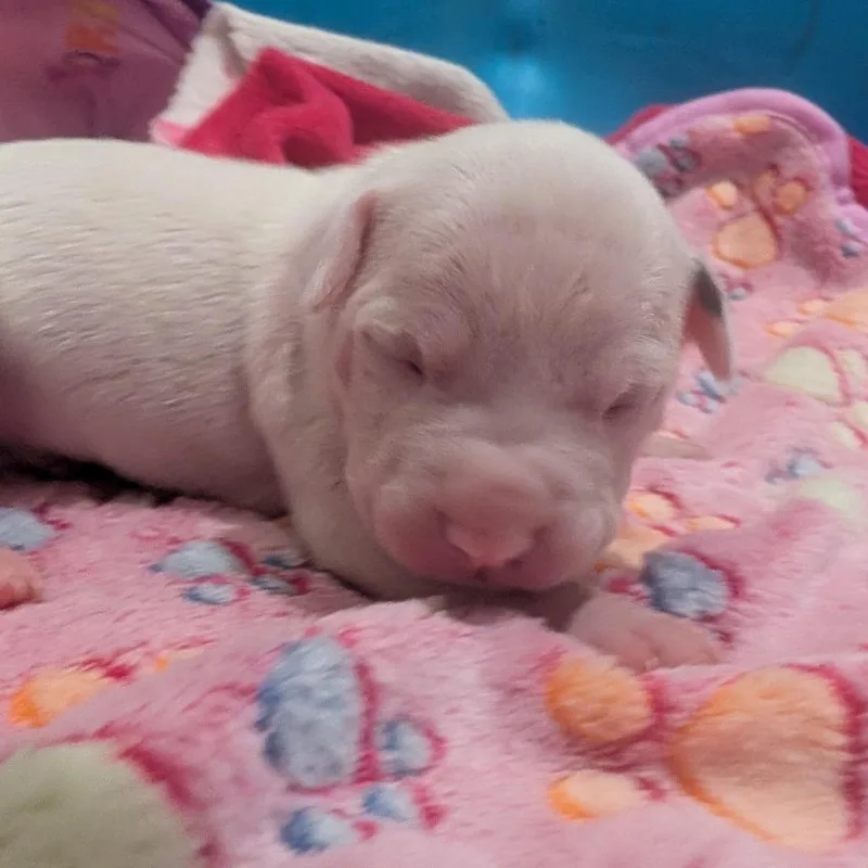 A baby small-sized male White / Cream Terrier dog named Grover for adoption in Jasper, IN
