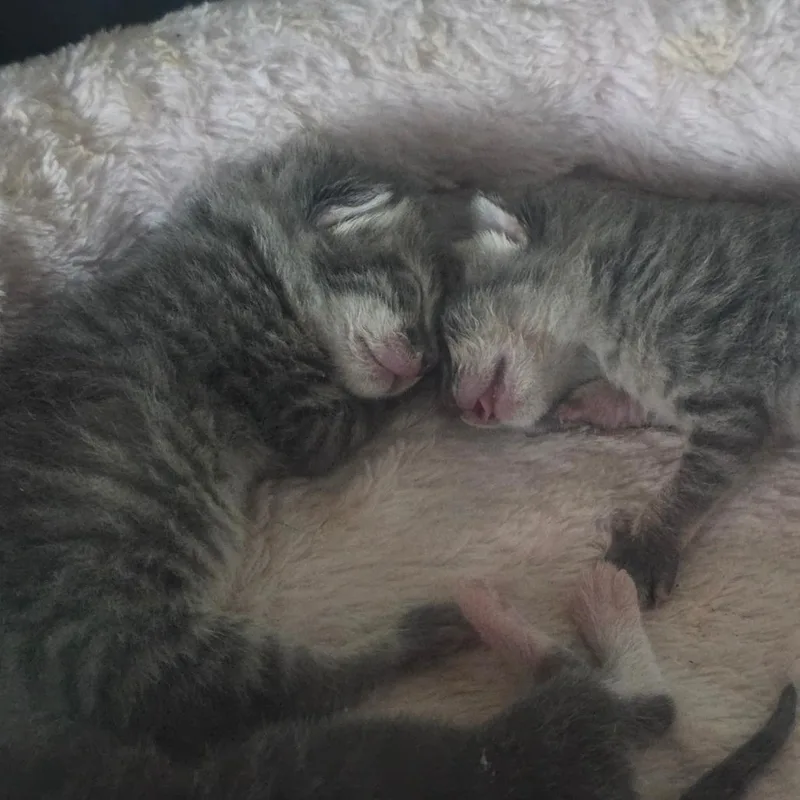 BeeDo