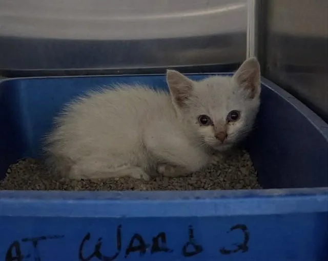 A baby small-sized male Siamese cat named A for adoption in Martinez, CA