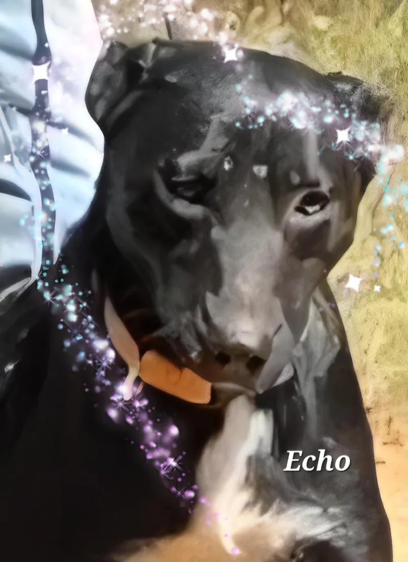 Echo thumbnail 2