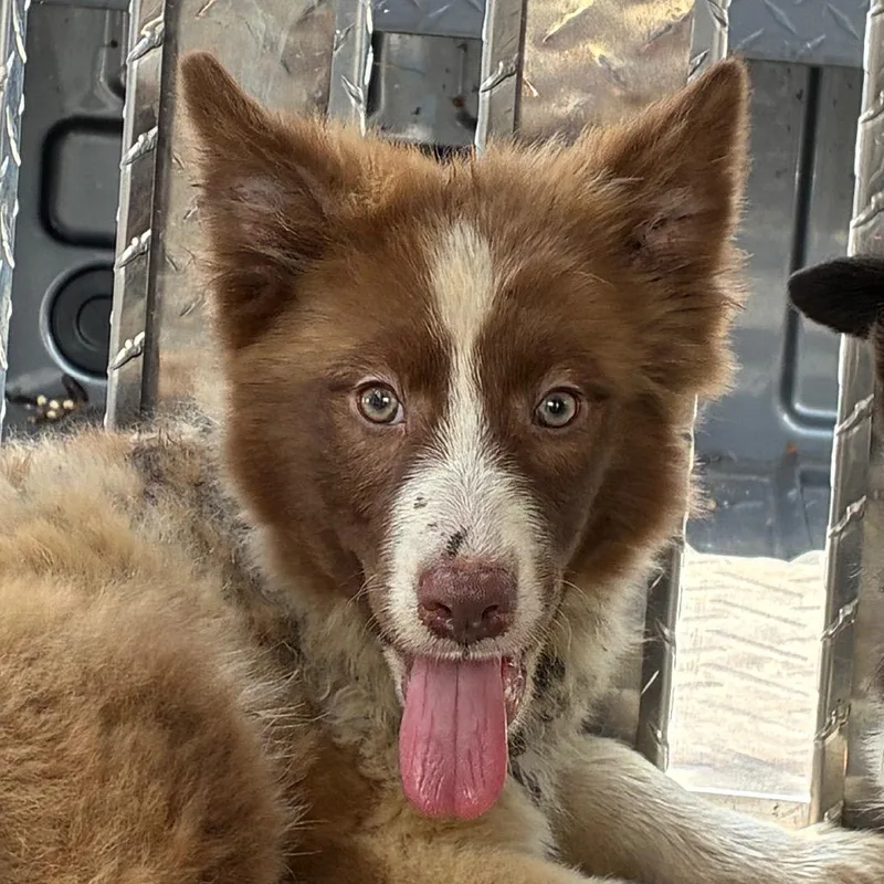 A baby small-sized female Brown / Chocolate Border Collie dog named Bubbles for adoption in Bronson, FL