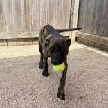 Brindle