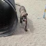 Brindle thumbnail 2