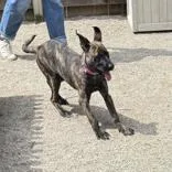 Brindle thumbnail 3