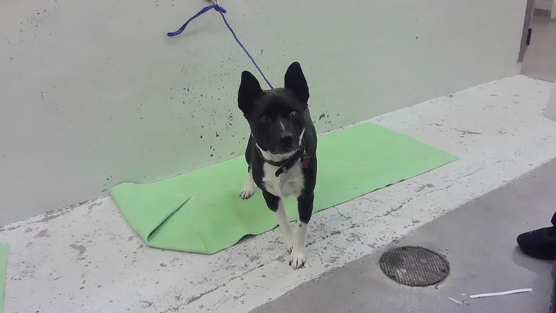 An adult medium-sized male Labrador Retriever dog named Rocky for adoption in Houston, TX