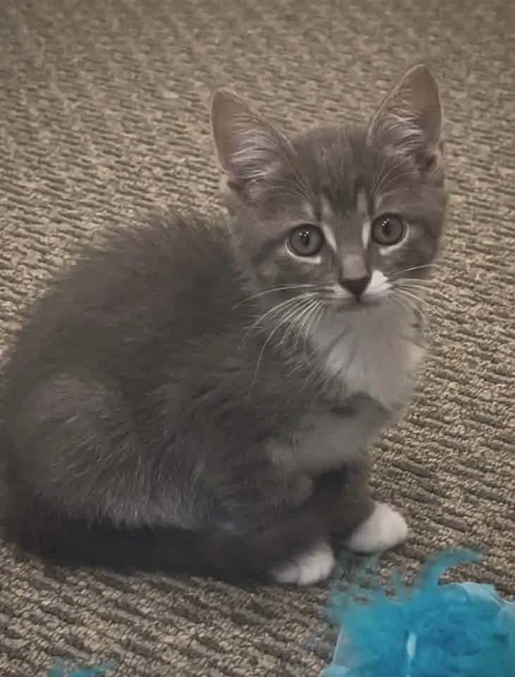 A baby medium-sized female Domestic Medium Hair cat named Diana for adoption in Breinigsville, PA