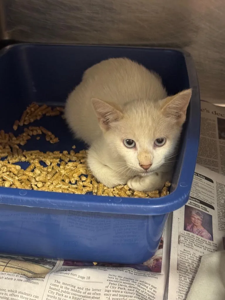 A baby medium-sized male Siamese cat named Baron for adoption in Sorrento, LA