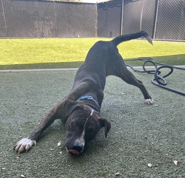 An adult large-sized male American Staffordshire Terrier dog named Bolt for adoption in San Diego, CA