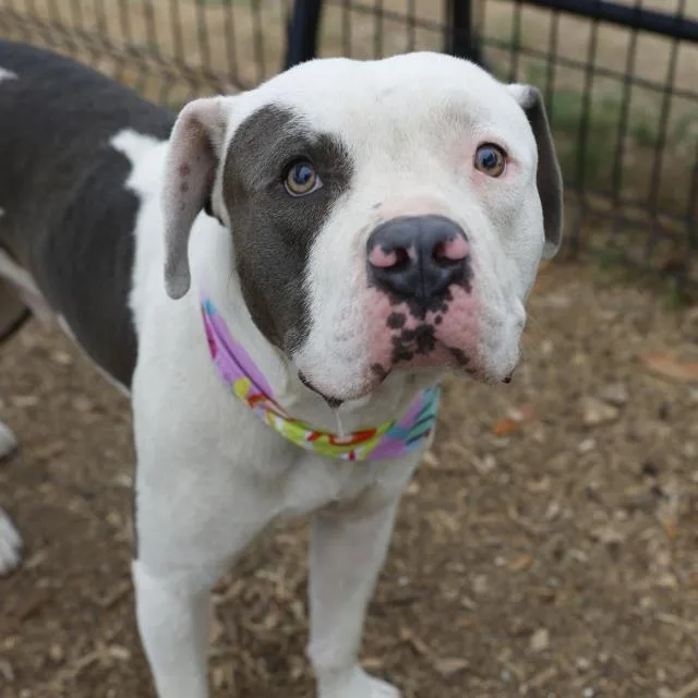 A young medium-sized male American Bulldog dog named Thomas for adoption in San Antonio, TX