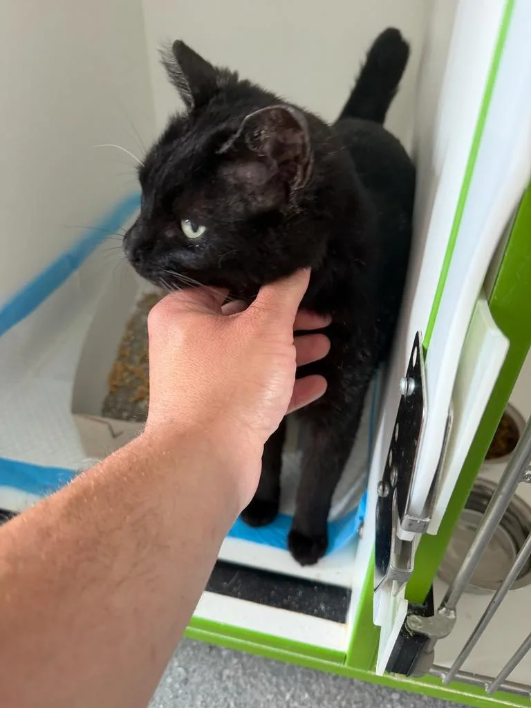 A young small-sized female Domestic Short Hair cat named Esme for adoption in Greenfield, IN