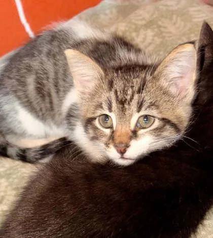 A baby medium-sized male Tabby (Brown / Chocolate) Domestic Short Hair cat named Archie for adoption in Edmond, OK