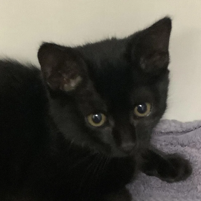 A baby small-sized female Black Domestic Short Hair cat named Mercury for adoption in Redwood City, CA