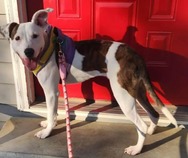 An adult medium-sized female Pit Bull Terrier dog named Stella for adoption in Chattanooga, TN