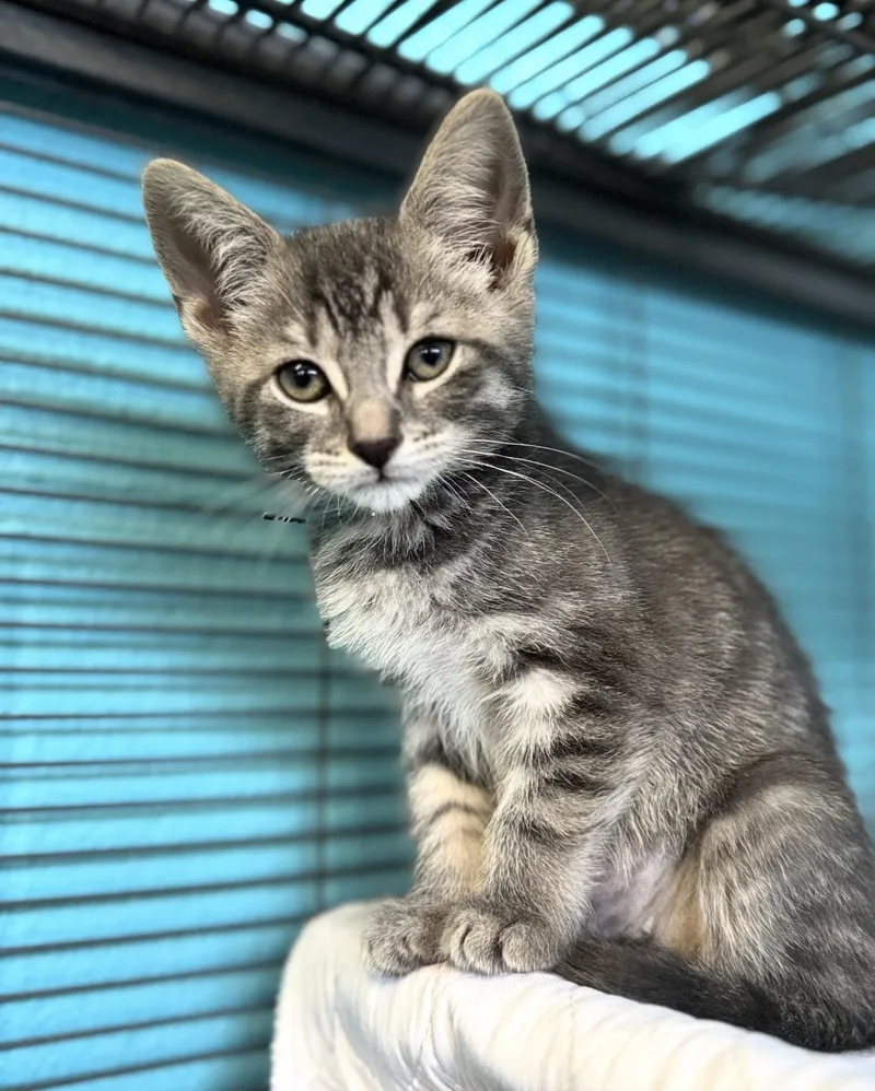 A baby medium-sized female Tabby (Gray / Blue / Silver) Domestic Short Hair cat named Piper for adoption in Long Beach, NY