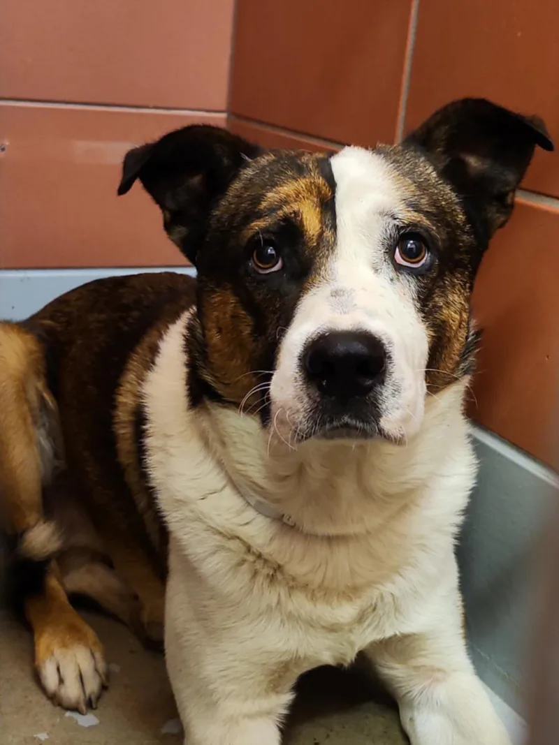 An adult large-sized male Bernese Mountain Dog dog named Canyon for adoption in Houston, TX
