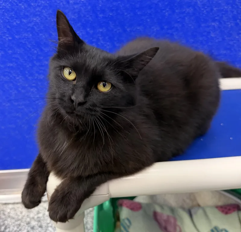 Paris thumbnail 3