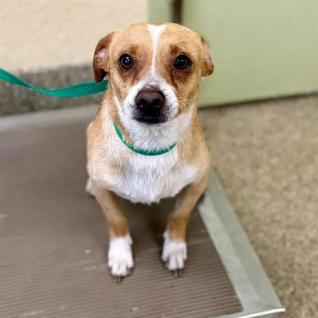 A young small-sized male Chihuahua dog named Kip for adoption in Fort Myers, FL