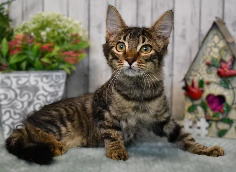 A baby small-sized female Domestic Long Hair cat named Emily for adoption in Roanoke, TX