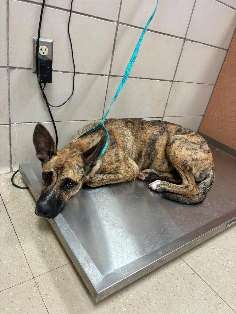 A young medium-sized female Mixed Breed dog named Tessa for adoption in Bossier City, LA