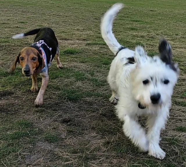 An adult small-sized female Tricolor (Brown, Black, & White) Beagle dog named Jenny for adoption in Williamsburg, VA