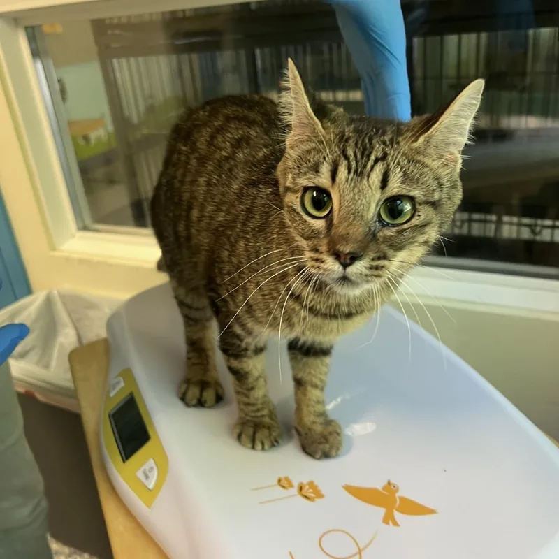 An adult medium-sized female Brown / Chocolate Domestic Short Hair cat named Caramel for adoption in Port Townsend, WA