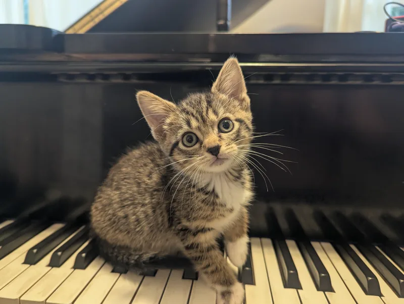 A baby small-sized female Tabby (Brown / Chocolate) Domestic Short Hair cat named Wow for adoption in Fruit Heights, UT