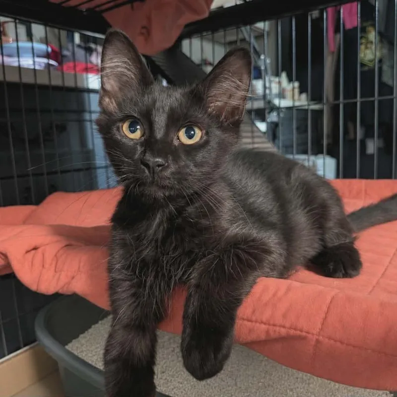 A baby small-sized male Black Domestic Medium Hair cat named Mulch for adoption in Port Richey, FL