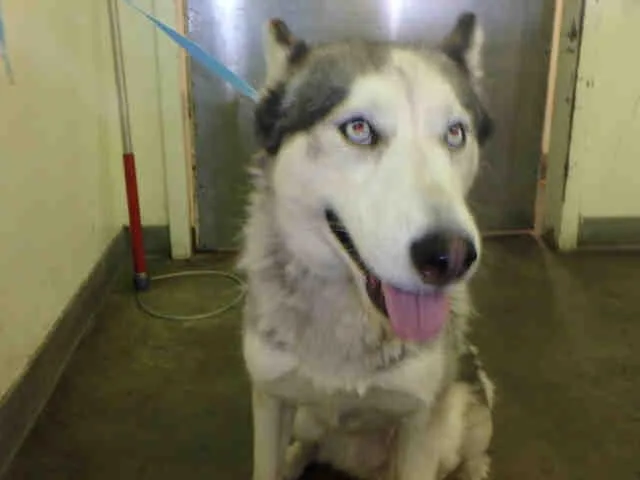 An adult medium-sized female Mixed Breed dog named Bailey for adoption in Los Angeles, CA