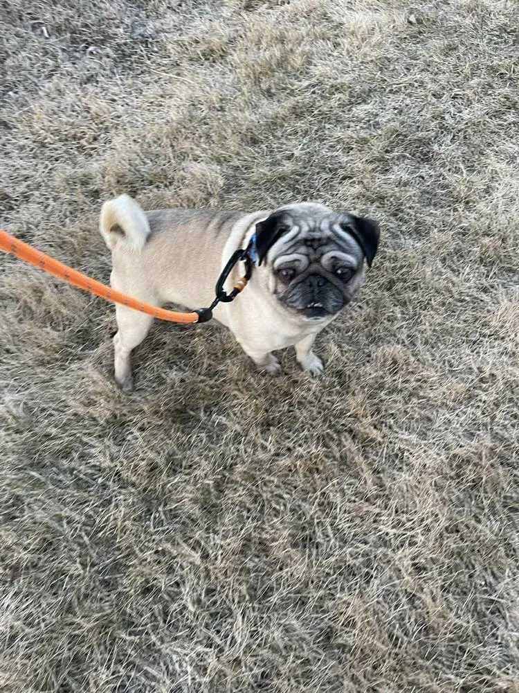 A young small-sized male Yellow / Tan / Blond / Fawn Pug dog named Doug for adoption in Eagle, ID